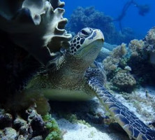 Dauin Dive Cafe outside