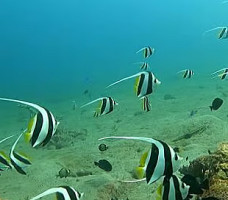 Dauin Dive Cafe outside