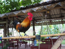 ร้านบ้านสวนครัวยุพา food