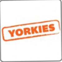 Yorkies food