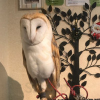 Owl Cafe Wata‐wata food