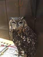 Owl Cafe Wata‐wata food