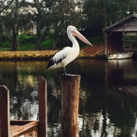 Pelicans On The Murray Cafe outside