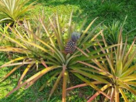 Coconut Organic Garden food