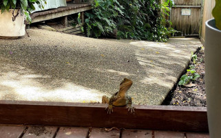 Frogs Kuranda outside