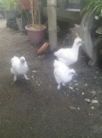 Aj Chinese Silkie Chicken outside