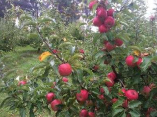 Sherwood Park Orchard
