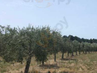 Yirri Grove Olive Farm And