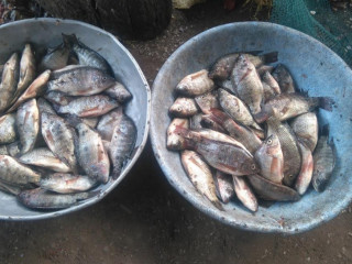 Fresh Fish Market Begampur