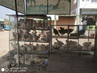 Sailani Chicken Shop