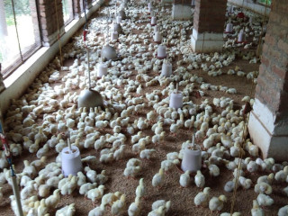 Chicken Corner Shammi Poultry