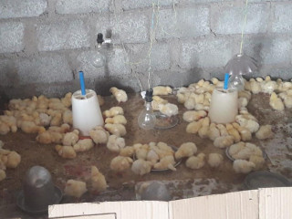 Khadar Chicken Center