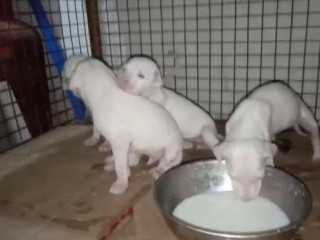 Rajapalayam Dog Sales