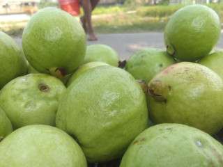 Guava Garden
