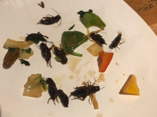 Bugs Cafe Insect Tapas Cocktail