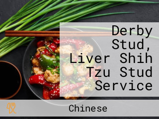 Derby Stud, Liver Shih Tzu Stud Service