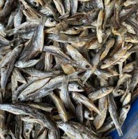 Dry Fish Market Jagiroad.