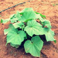 Auroville Sustenance Farm