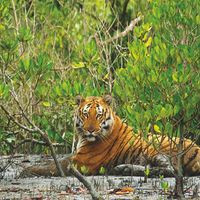 Sundarbon, West Bengal