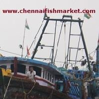 Chennai Fish Market