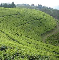 Gopaldhara Tea Plantation, Mirik Hills, Darjeeling.