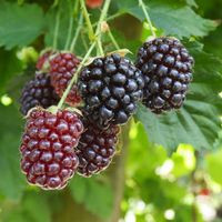 Iona Boysenberry Orchard